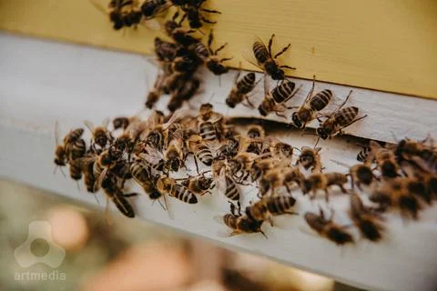 Honney bee hive 库存照片