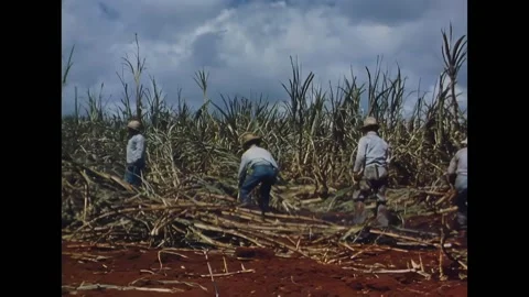 HONOLULU - 1942 - Men cut down sugarcane stalks in a Honolulu field. Stock Footage 337709813