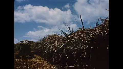 HONOLULU - 1942 - Sugarcane is transported by train along the Honolulu coast. Stock Footage 337709807