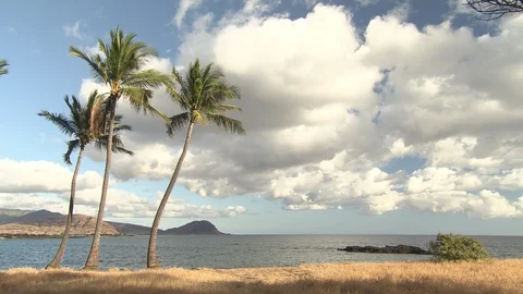 Honolulu Beach with Palm Trees in the Wind HD Video Stock Footage 90386747