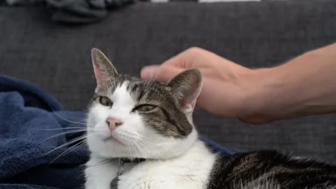 Honor caring on pet cat Video stock 274415194