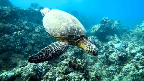 Honu 360 库存影片 129533299