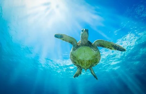 Honu Belly copy-2 Stock Photos