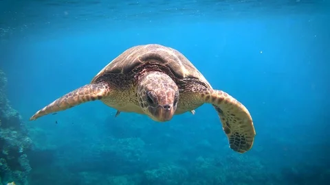 Honu breath 库存影片 129533385