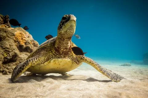 Honu Cleanse Stock Photos