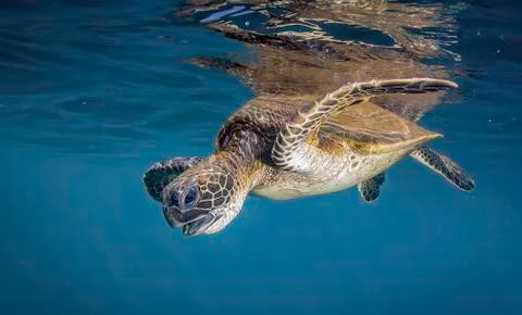Honu dive Stock Photos
