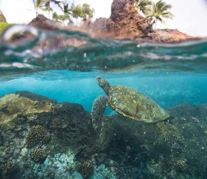 Honu house split Stock Photos