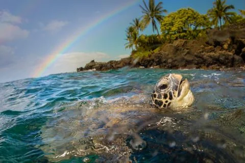 Honu Rainbow-2 Stock Photos