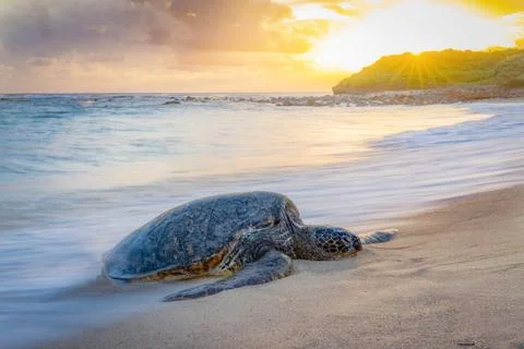 Honu Rays-2 Stock Photos