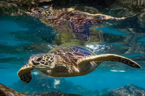 Honu Reflection Stock Photos