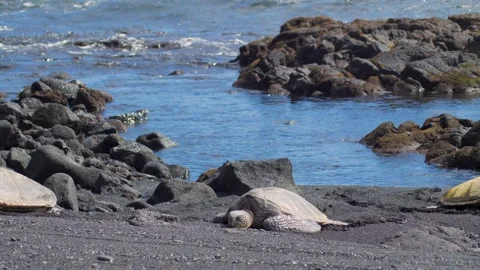 Honu sea turtle group sunbathing on black sand beach in Big Island Hawaii. 35mm Stock Footage 345549679