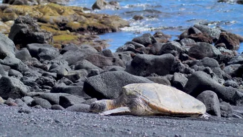 ​Honu sea turtle profile resting on a lava rock strip with seamoss and waves at Stock Footage 345549717