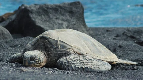 Honu sea turtle resting head on black sand with lava rock background and ocean Stock Footage 345549699