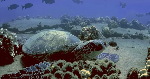 Honu sitting on the pier 库存影片 129533656