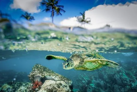 Honu split Stock Photos