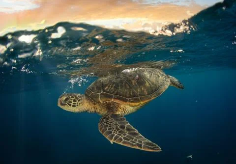 Honu Sunset at Mala Stock Photos