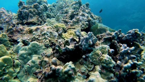 Honu Tucked 库存影片 129533715