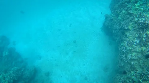 Honu tucked from right 库存影片 129533723