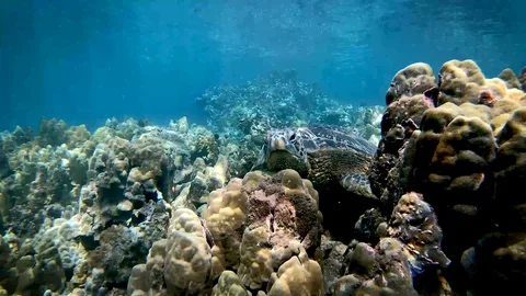 Honu zoom in 库存影片 129533823