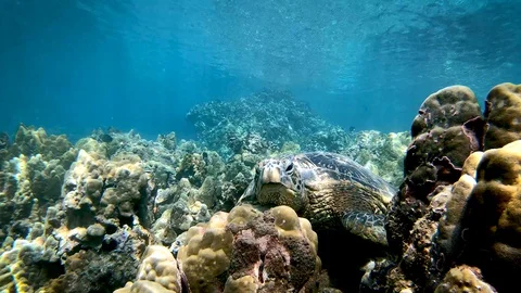 Honu Zoom 库存影片 129534590