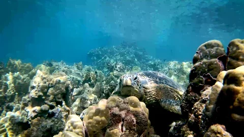 Honu zoom small 库存影片 129533839