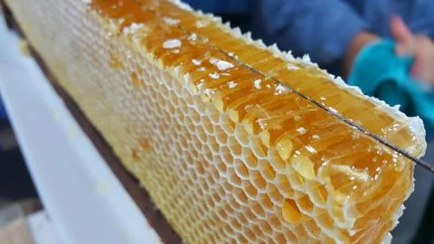 Honycomb Stock Photos