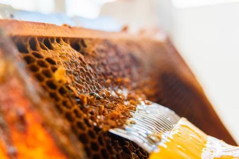 Honycombs with a Capping Scratcher Getting Uncapped to Extract Bee Honey Ex.. Stock Photos