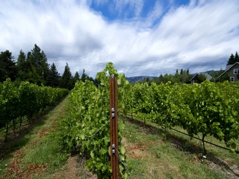 Hood River Oregon winery called Cathedral Ridge Winery with grapes and mountains 스톡 동영상 75688060