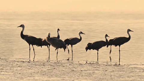 Hooded Crane Group Standing in Shallow Water at Sunset Video stock 330716401