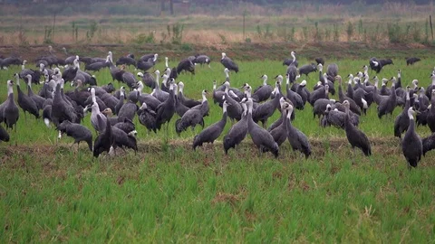 Hooded Cranes, Kagoshima Prefecture, Japan Stock Footage