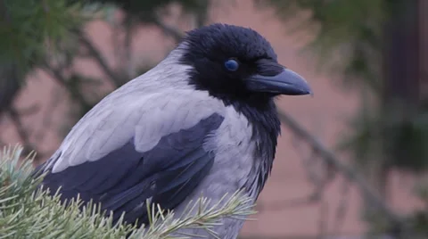 HOODED CROW #1 Stock Footage 36847582