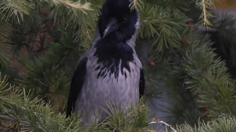 HOODED CROW #2 Stock Footage 36818321