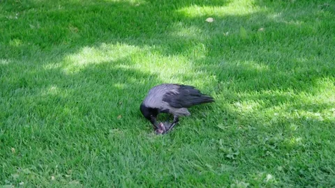 Hooded crow, also known as corvus cornix, standing on a vibrant green lawn and Stock Footage 339467330