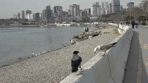 Hooded crow and seagull perching on a concrete seawall Video stock 342392205