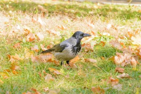 Hooded Crow in Autumn 库存照片