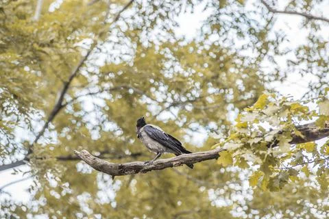 Hooded crow on the branches of a tree. Selective focus. Blurred background. Foto stock
