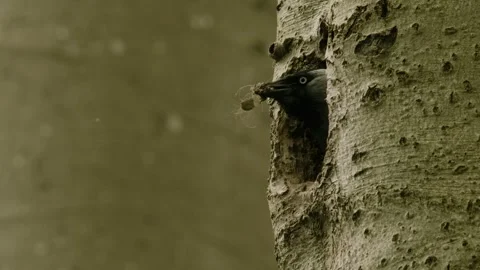 Hooded-Crow builing nest in a tree; Germany Stock Footage 264638864