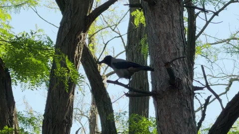 Hooded Crow Caws Loudly From A Tree Branch In The Forest Stock Footage 336877996