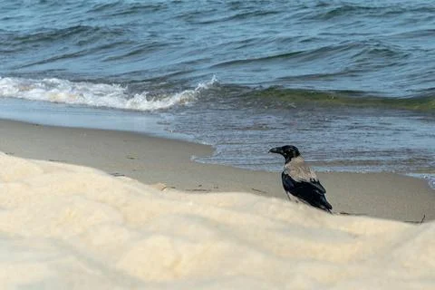 Hooded crow, Corvus cornix, also called the scald-crow, on a sandy beach with Stock Photos