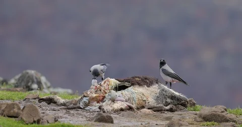 Hooded crow, Corvus cornix, black and grey bird with cow carcass. Stock Footage 86555378