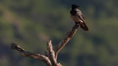 Hooded Crow, Corvus cornix, black and grey bird in the nature habitat. Bird sitt Stock Footage 310261699