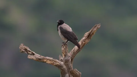 Hooded Crow, Corvus cornix, black and grey bird in the nature habitat. Bird sitt Stock Footage 310263604