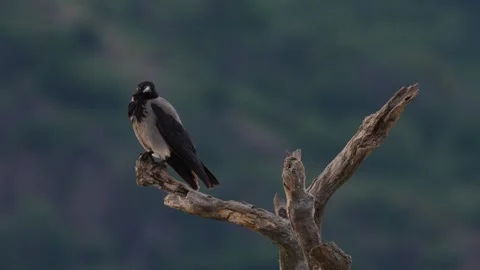 Hooded Crow, Corvus cornix, black and grey bird in the nature habitat. Bird sitt Stock Footage 310357294