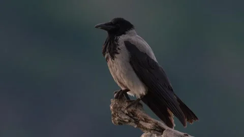 Hooded Crow, Corvus cornix, black and grey bird in the nature habitat. Bird sitt Stock Footage 310357738