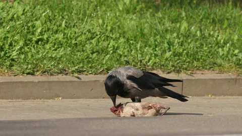 Hooded crow (Corvus cornix) eats a rat on the street in the summer in the city. Stock Footage 153620565