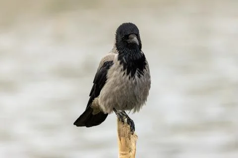 Hooded Crow (Corvus cornix) eats insects, small animals, and scraps. Photogra Foto stock