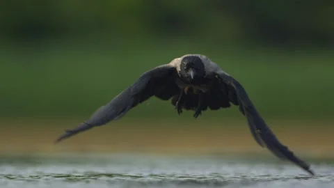 A hooded crow Corvus cornix flies off the lake shore, slow motion Vídeos de archivo 196834291