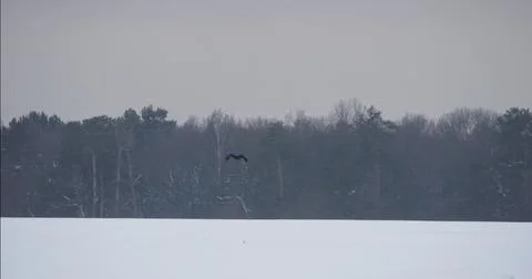 Hooded crow Corvus cornix in flight across snowy winter landscape with dried  Stock Photos