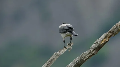 Hooded crow, Corvus cornix Stock Footage 78111118