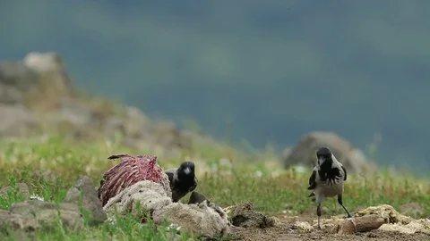 Hooded crow, Corvus cornix Stock Footage 78111300